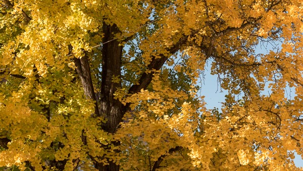 Herbstlicher Baum