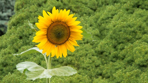 Sonnenblume